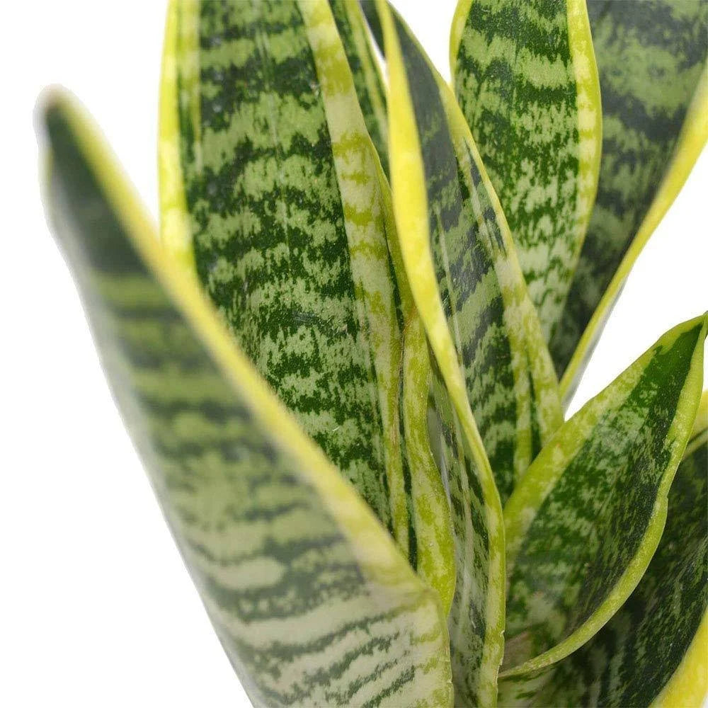 Green Snake Laurentii Live Plant, 6x22 Pot I1193