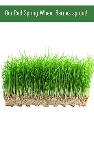 25 LBS Hard Red Spring Wheat Berries H666961