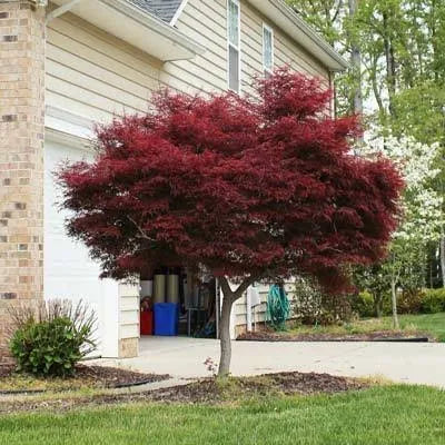 1-2 Japanese Maple L710