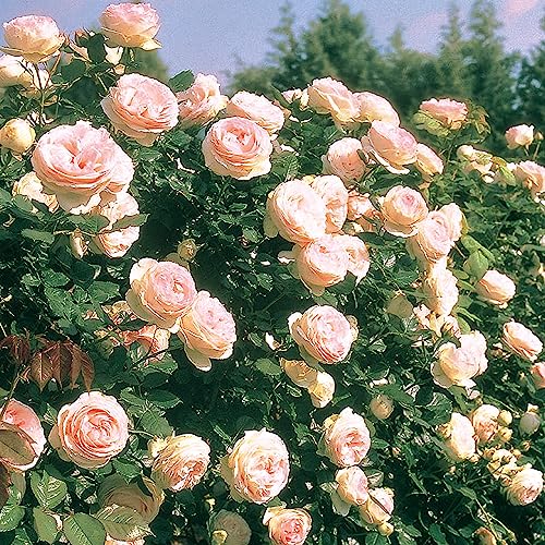 1.5 Gal Potted Pink Climbing Rose P2243