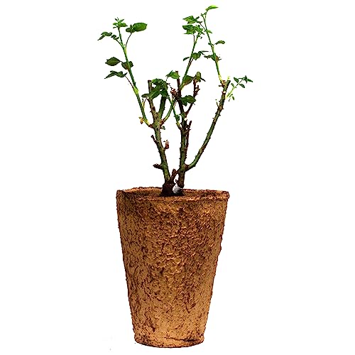 1.5 Gal Potted Pink Climbing Rose P2243