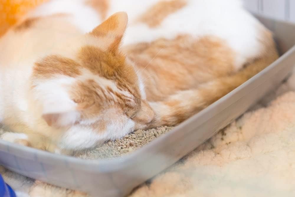 Scented Cat Litter, 42 Pounds N231600