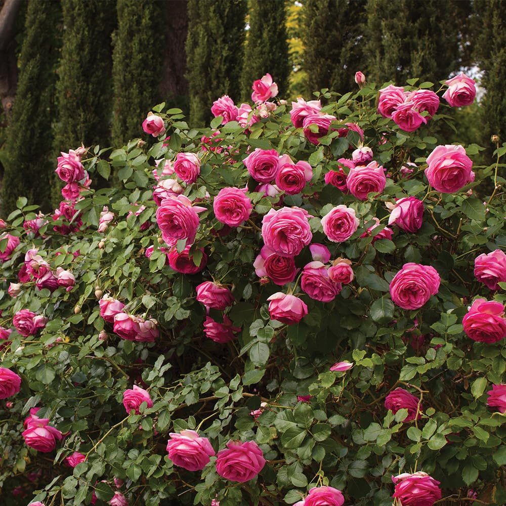 Climbing Rose U8122