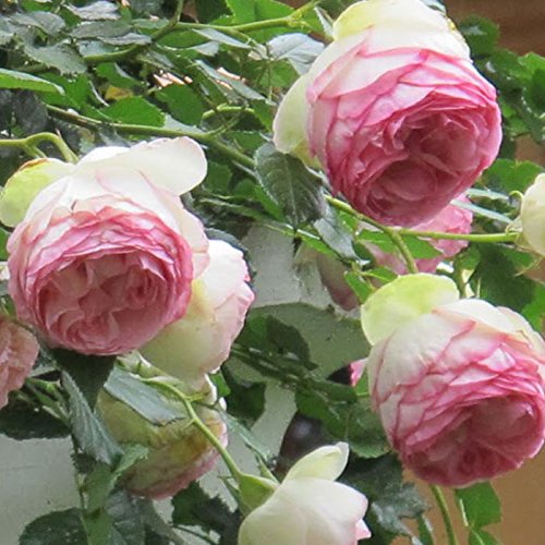 1.5 Gal Potted Pink Climbing Rose P2243