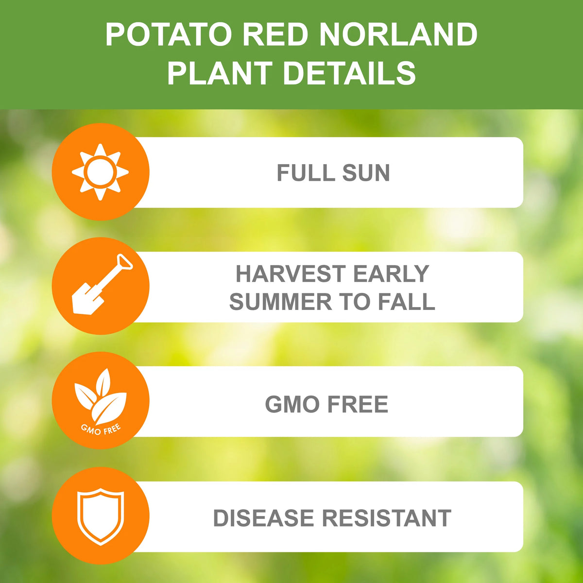 Red Norland Seed Potatoes, Non-GMO (5LB Bag) A78205