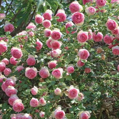1.5 Gal Potted Pink Climbing Rose P2243
