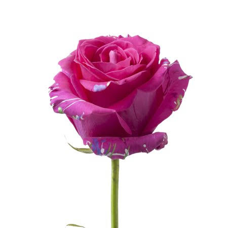 50 Stems Fresh Cut Confetti Roses 50 cm M8709