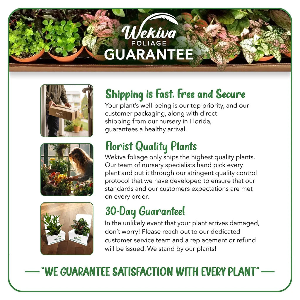 Cherry Parfait Rose Bush Live Starter Plant in a 2 Inch Pot B196449