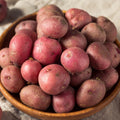 Red Norland Seed Potatoes, Non-GMO (5LB Bag) A78205
