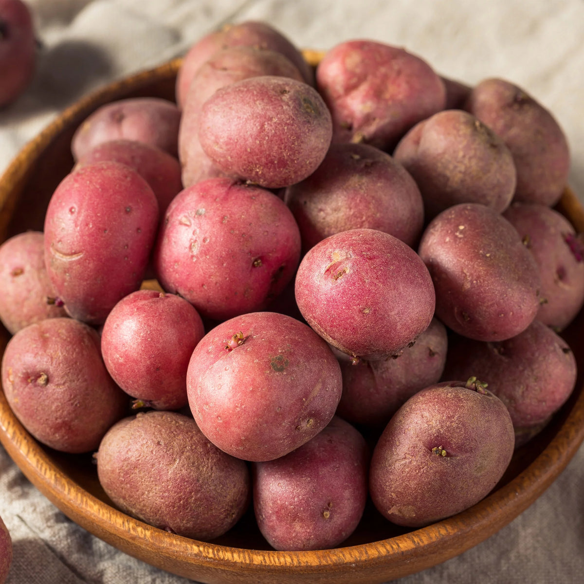 Red Norland Seed Potatoes, Non-GMO (5LB Bag) A78205