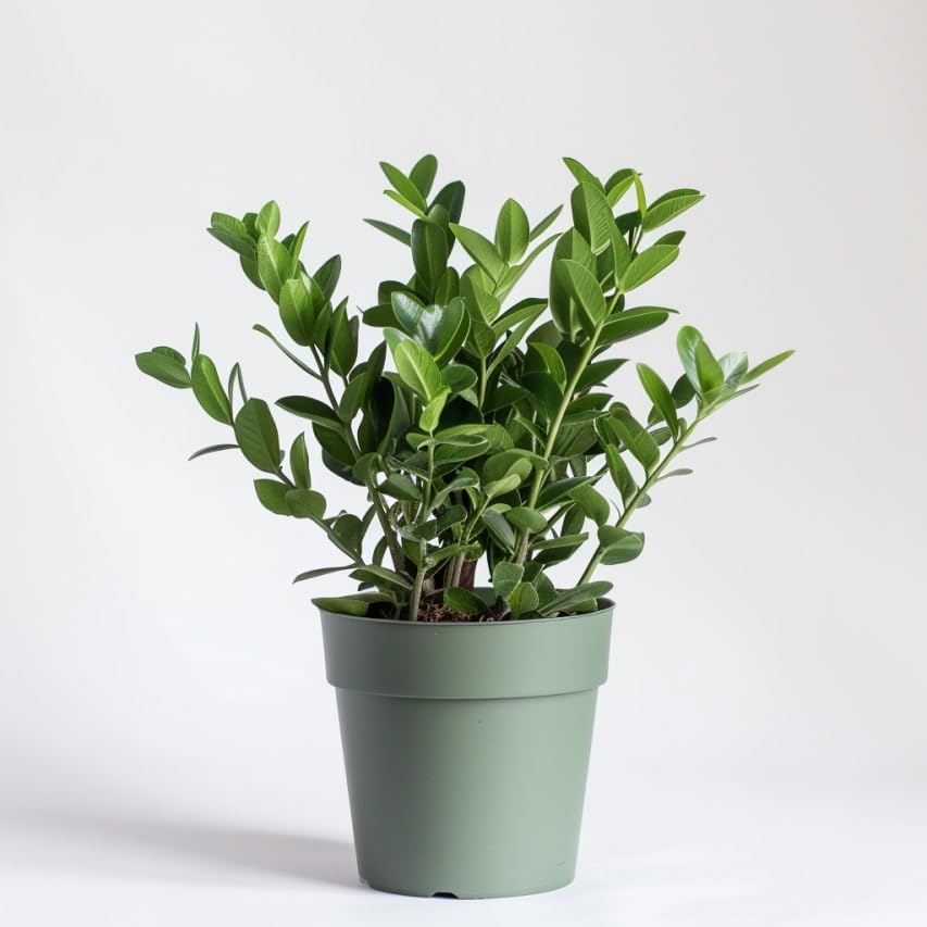 ZZ Plant Indoor Houseplant with Glossy Foliage N408