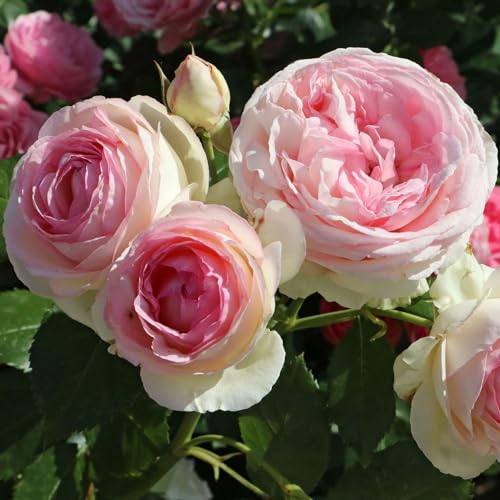1.5 Gal Potted Pink Climbing Rose P2243