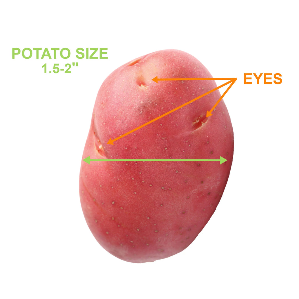 Red Norland Seed Potatoes, Non-GMO (5LB Bag) A78205